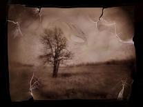 Hanging Tree-Jack Germsheld-Mounted Photographic Print