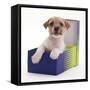 Jack in a Box - Jack Russell Terrier Pup in a Shoe Box-Jane Burton-Framed Stretched Canvas