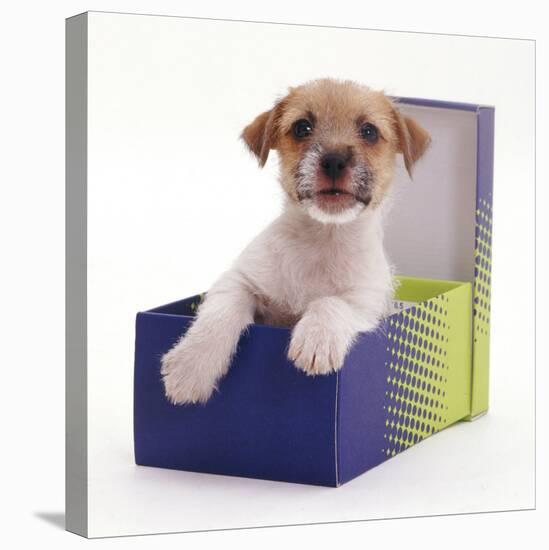 Jack in a Box - Jack Russell Terrier Pup in a Shoe Box-Jane Burton-Stretched Canvas