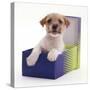 Jack in a Box - Jack Russell Terrier Pup in a Shoe Box-Jane Burton-Stretched Canvas