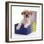 Jack in a Box - Jack Russell Terrier Pup in a Shoe Box-Jane Burton-Framed Photographic Print