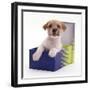 Jack in a Box - Jack Russell Terrier Pup in a Shoe Box-Jane Burton-Framed Photographic Print