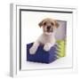 Jack in a Box - Jack Russell Terrier Pup in a Shoe Box-Jane Burton-Framed Photographic Print