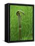 Jack-In-The-Pulpit Flower Amid Green Equisetum Ferns in Springtime, Michigan, USA-Mark Carlson-Framed Stretched Canvas