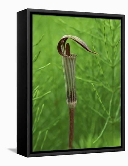 Jack-In-The-Pulpit Flower Amid Green Equisetum Ferns in Springtime, Michigan, USA-Mark Carlson-Framed Stretched Canvas