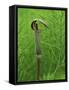 Jack-In-The-Pulpit Flower Amid Green Equisetum Ferns in Springtime, Michigan, USA-Mark Carlson-Framed Stretched Canvas