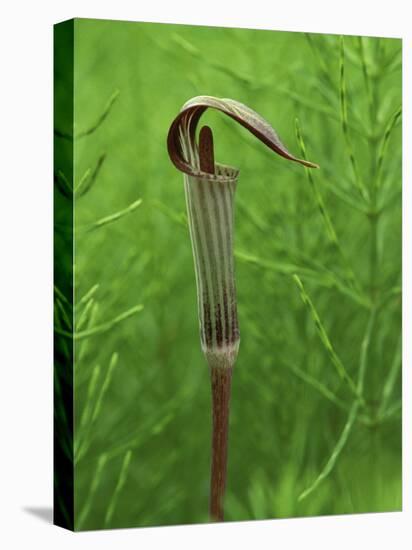 Jack-In-The-Pulpit Flower Amid Green Equisetum Ferns in Springtime, Michigan, USA-Mark Carlson-Stretched Canvas