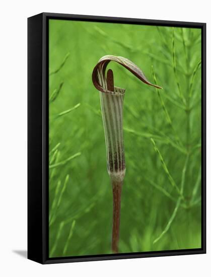 Jack-In-The-Pulpit Flower Amid Green Equisetum Ferns in Springtime, Michigan, USA-Mark Carlson-Framed Stretched Canvas