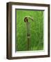 Jack-In-The-Pulpit Flower Amid Green Equisetum Ferns in Springtime, Michigan, USA-Mark Carlson-Framed Photographic Print