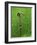 Jack-In-The-Pulpit Flower Amid Green Equisetum Ferns in Springtime, Michigan, USA-Mark Carlson-Framed Photographic Print