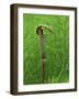 Jack-In-The-Pulpit Flower Amid Green Equisetum Ferns in Springtime, Michigan, USA-Mark Carlson-Framed Photographic Print