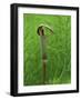 Jack-In-The-Pulpit Flower Amid Green Equisetum Ferns in Springtime, Michigan, USA-Mark Carlson-Framed Photographic Print