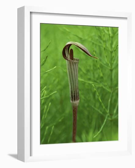 Jack-In-The-Pulpit Flower Amid Green Equisetum Ferns in Springtime, Michigan, USA-Mark Carlson-Framed Photographic Print