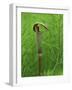 Jack-In-The-Pulpit Flower Amid Green Equisetum Ferns in Springtime, Michigan, USA-Mark Carlson-Framed Photographic Print