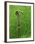 Jack-In-The-Pulpit Flower Amid Green Equisetum Ferns in Springtime, Michigan, USA-Mark Carlson-Framed Photographic Print