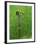 Jack-In-The-Pulpit Flower Amid Green Equisetum Ferns in Springtime, Michigan, USA-Mark Carlson-Framed Photographic Print