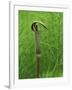 Jack-In-The-Pulpit Flower Amid Green Equisetum Ferns in Springtime, Michigan, USA-Mark Carlson-Framed Photographic Print