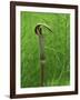 Jack-In-The-Pulpit Flower Amid Green Equisetum Ferns in Springtime, Michigan, USA-Mark Carlson-Framed Photographic Print