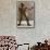 Jack Johnson, American Boxer-null-Framed Stretched Canvas displayed on a wall