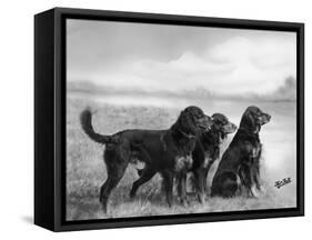 Jack Judy and Jill of Cromux Three Gordon Setters in a Field Owned by Eden-Thomas Fall-Framed Stretched Canvas