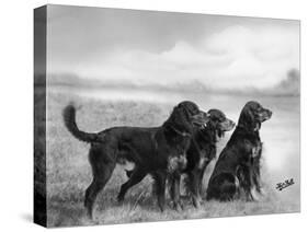 Jack Judy and Jill of Cromux Three Gordon Setters in a Field Owned by Eden-Thomas Fall-Stretched Canvas