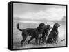 Jack Judy and Jill of Cromux Three Gordon Setters in a Field Owned by Eden-Thomas Fall-Framed Stretched Canvas