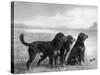 Jack Judy and Jill of Cromux Three Gordon Setters in a Field Owned by Eden-Thomas Fall-Stretched Canvas