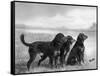 Jack Judy and Jill of Cromux Three Gordon Setters in a Field Owned by Eden-Thomas Fall-Framed Stretched Canvas