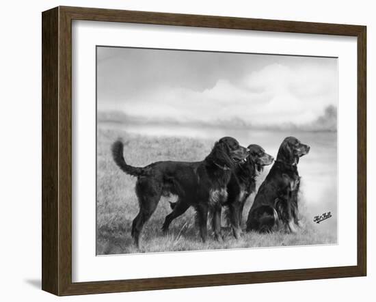 Jack Judy and Jill of Cromux Three Gordon Setters in a Field Owned by Eden-Thomas Fall-Framed Photographic Print