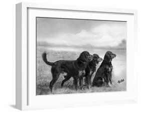 Jack Judy and Jill of Cromux Three Gordon Setters in a Field Owned by Eden-Thomas Fall-Framed Photographic Print