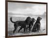 Jack Judy and Jill of Cromux Three Gordon Setters in a Field Owned by Eden-Thomas Fall-Framed Photographic Print