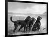 Jack Judy and Jill of Cromux Three Gordon Setters in a Field Owned by Eden-Thomas Fall-Framed Photographic Print