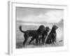 Jack Judy and Jill of Cromux Three Gordon Setters in a Field Owned by Eden-Thomas Fall-Framed Photographic Print