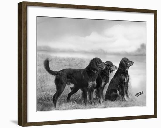 Jack Judy and Jill of Cromux Three Gordon Setters in a Field Owned by Eden-Thomas Fall-Framed Photographic Print