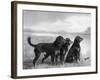 Jack Judy and Jill of Cromux Three Gordon Setters in a Field Owned by Eden-Thomas Fall-Framed Photographic Print