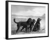 Jack Judy and Jill of Cromux Three Gordon Setters in a Field Owned by Eden-Thomas Fall-Framed Photographic Print