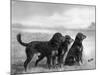 Jack Judy and Jill of Cromux Three Gordon Setters in a Field Owned by Eden-Thomas Fall-Mounted Photographic Print