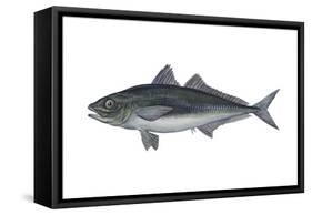 Jack Mackerel (Trachurus Symmetricus), Fishes-Encyclopaedia Britannica-Framed Stretched Canvas