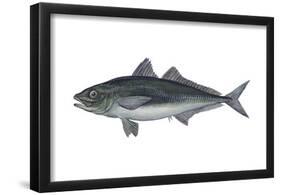 Jack Mackerel (Trachurus Symmetricus), Fishes-Encyclopaedia Britannica-Framed Poster