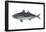 Jack Mackerel (Trachurus Symmetricus), Fishes-Encyclopaedia Britannica-Framed Poster