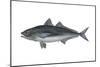 Jack Mackerel (Trachurus Symmetricus), Fishes-Encyclopaedia Britannica-Mounted Poster