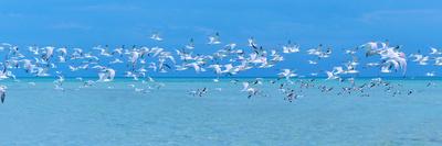 Swathers Beach-Jack Reed-Photographic Print