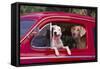 Jack Russel and Weimaraner Sitting in a Car-DLILLC-Framed Stretched Canvas