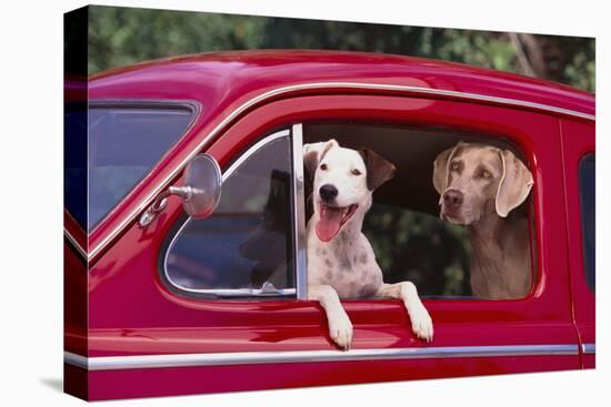 Jack Russel and Weimaraner Sitting in a Car-DLILLC-Stretched Canvas