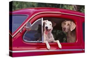 Jack Russel and Weimaraner Sitting in a Car-DLILLC-Stretched Canvas