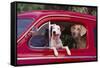 Jack Russel and Weimaraner Sitting in a Car-DLILLC-Framed Stretched Canvas