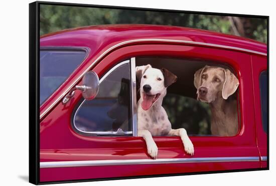 Jack Russel and Weimaraner Sitting in a Car-DLILLC-Framed Stretched Canvas