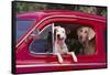 Jack Russel and Weimaraner Sitting in a Car-DLILLC-Framed Stretched Canvas