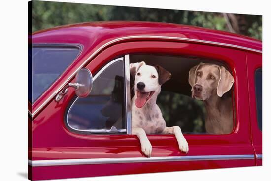 Jack Russel and Weimaraner Sitting in a Car-DLILLC-Stretched Canvas