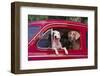 Jack Russel and Weimaraner Sitting in a Car-DLILLC-Framed Photographic Print